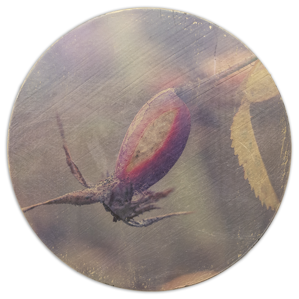 Specimens in Reserve No. 002 | SIR-B-002-Au (2026)