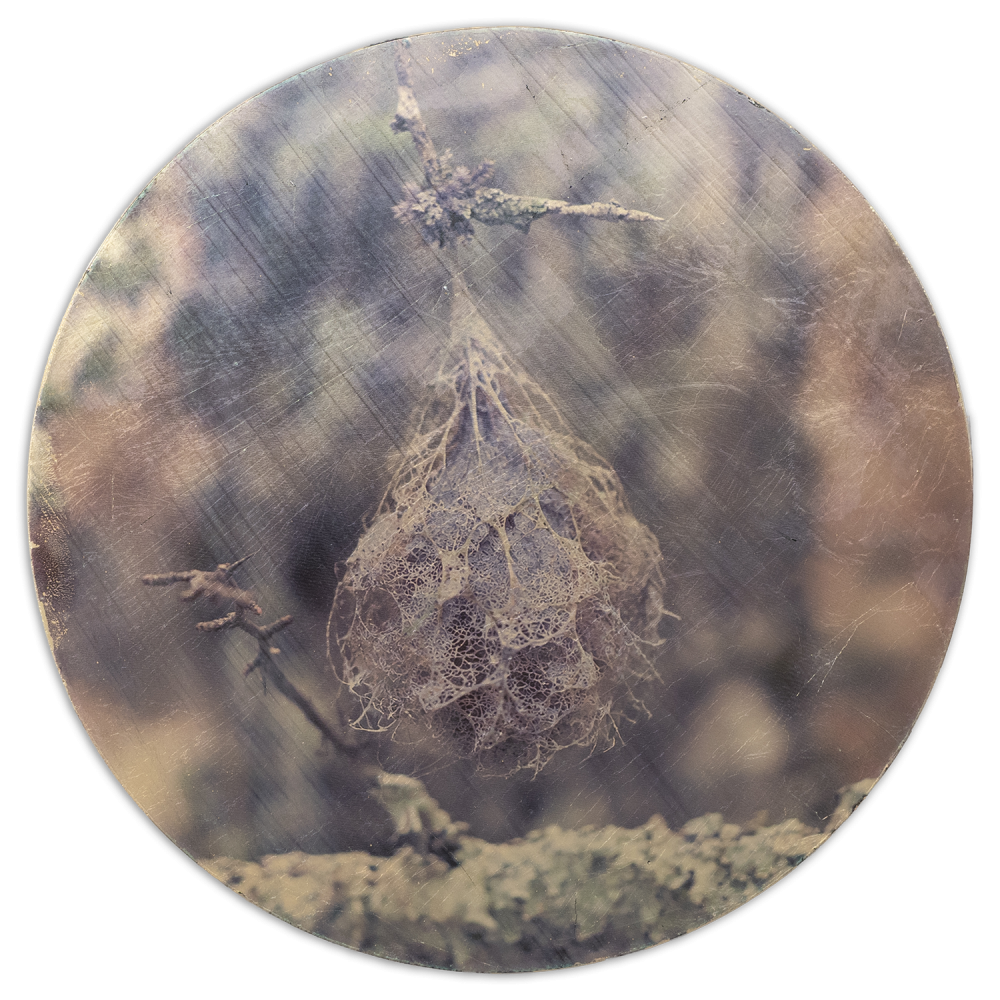 Specimens in Reserve No. 005