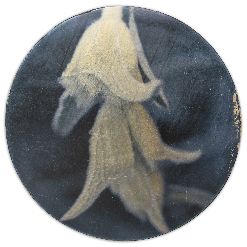Specimens in Reserve No. 008
